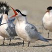 Elegant Tern